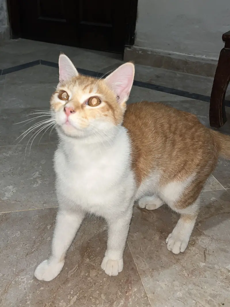 Persian Cat | persian kitten | Vaccinated and trained — photo 4
