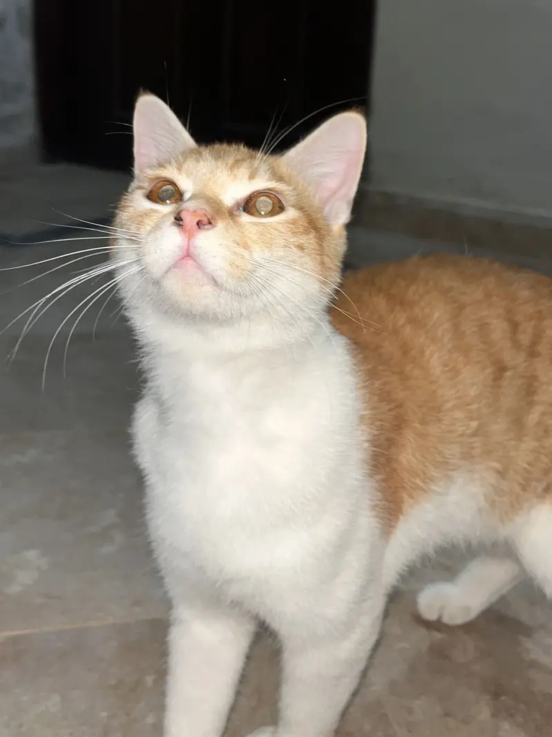 Persian Cat | persian kitten | Vaccinated and trained — photo 5