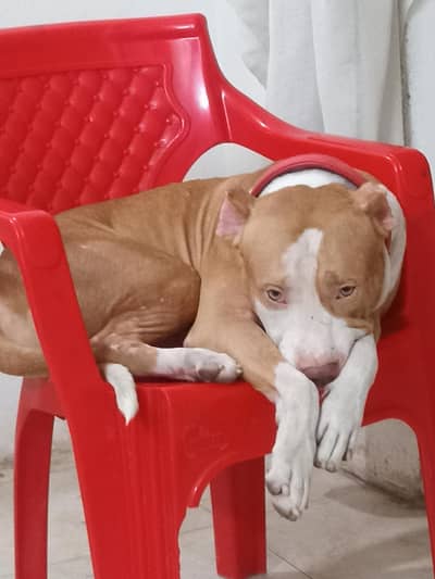 Pitbull Dog for Sale – Healthy & Well Trained