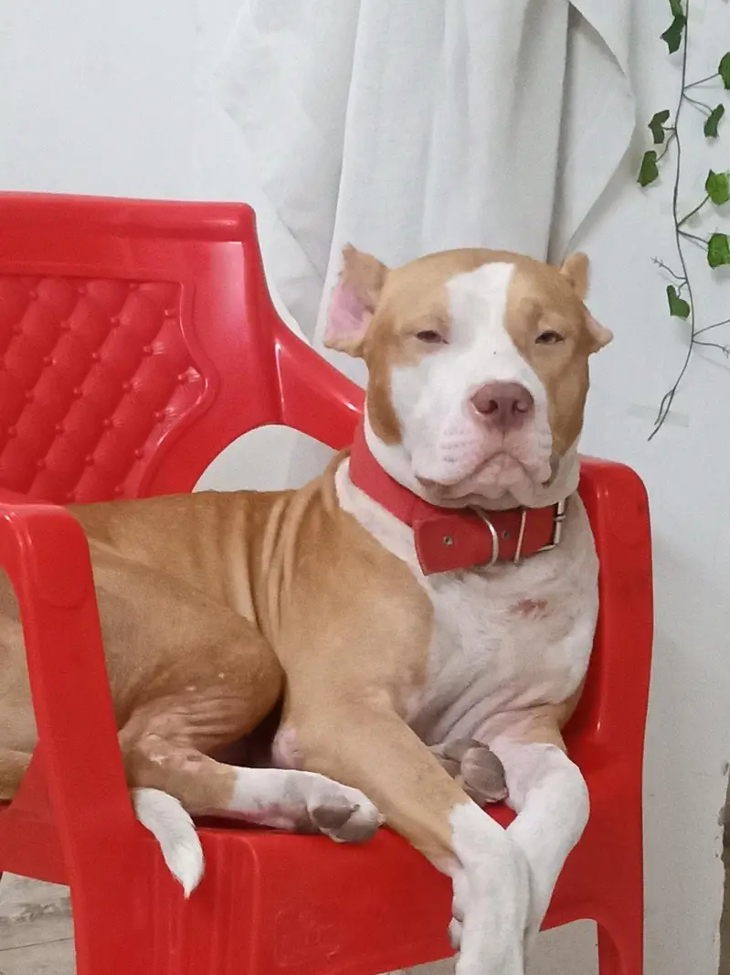 Pitbull Dog for Sale – Healthy & Well Trained — photo 2