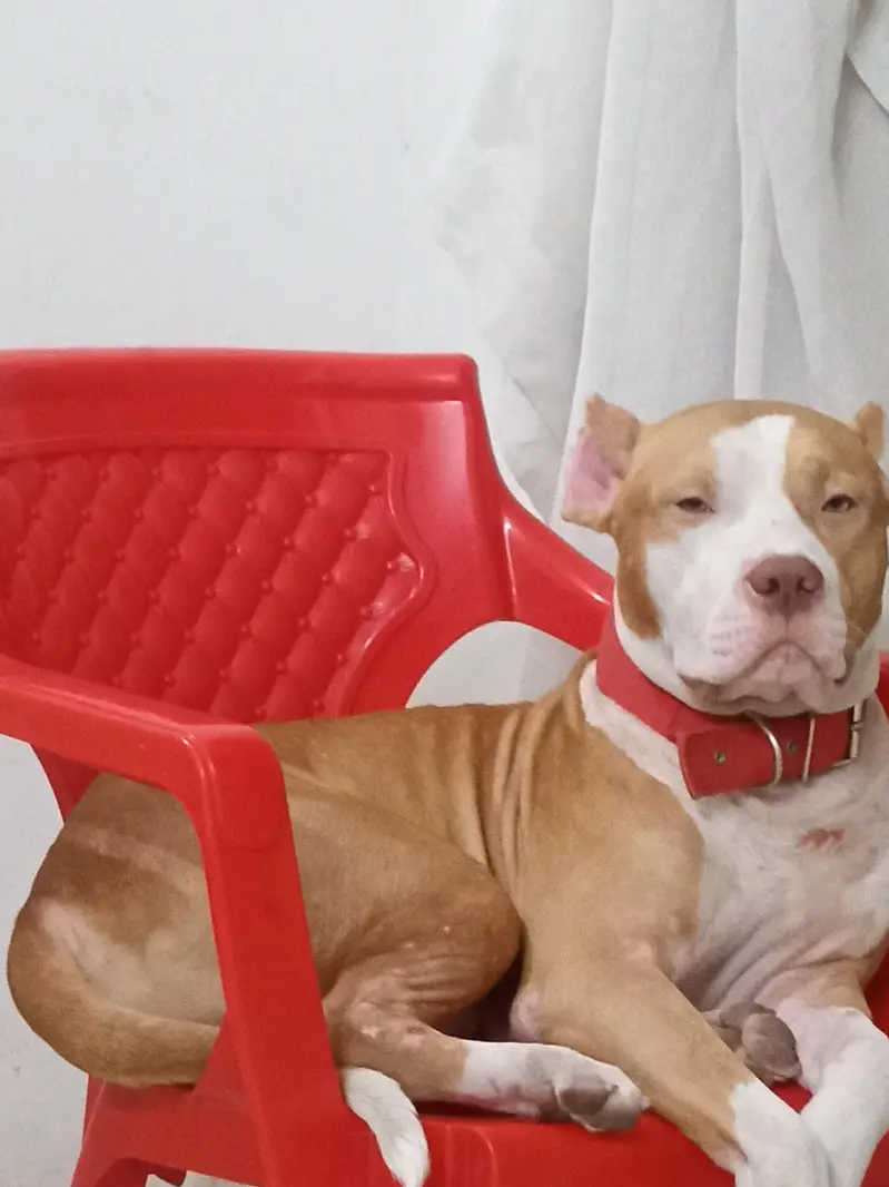 Pitbull Dog for Sale – Healthy & Well Trained — photo 3