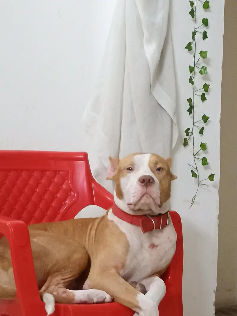 Pitbull Dog for Sale – Healthy & Well Trained — photo 4