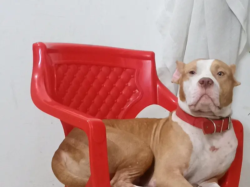 Pitbull Dog for Sale – Healthy & Well Trained — photo 5