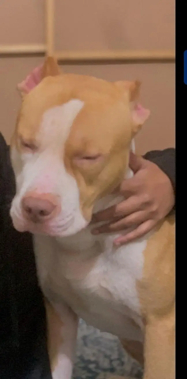 Pitbull Dog for Sale – Healthy & Well Trained — photo 6