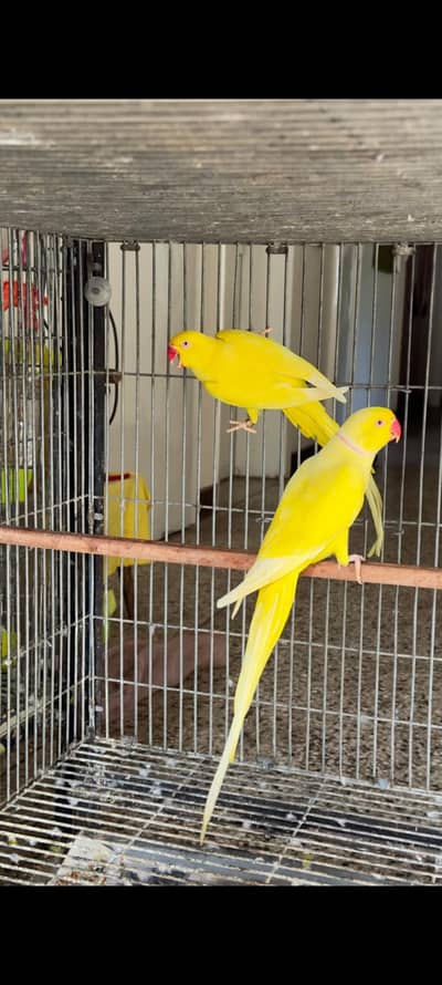 yellow ringneck
