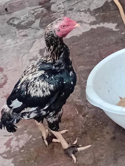 aseel cock