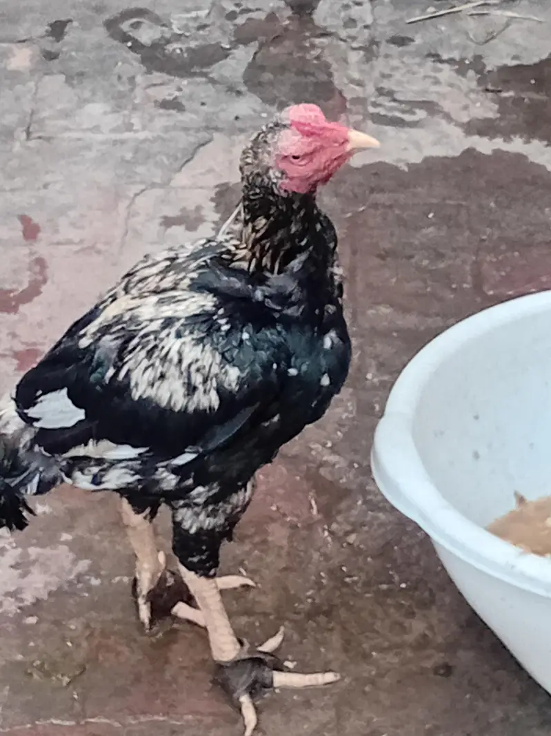 aseel cock — photo 2