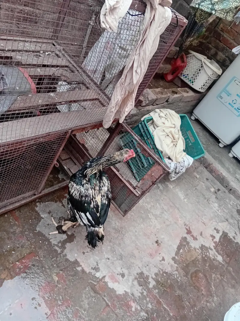 aseel cock — photo 3