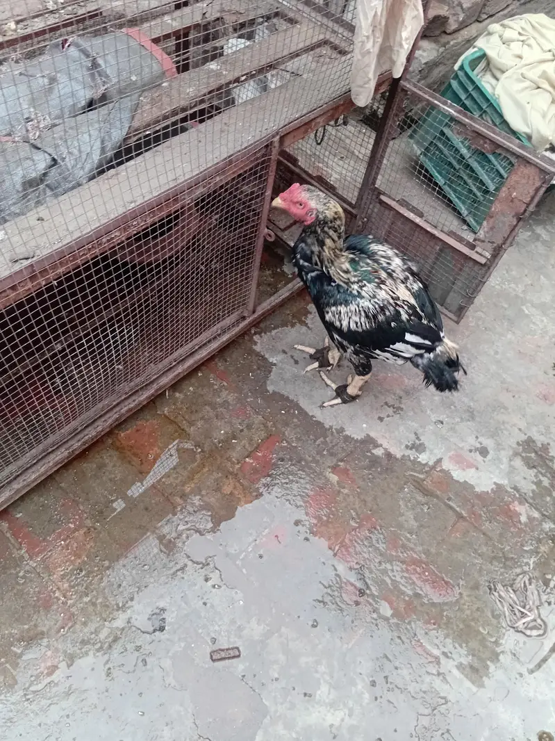 aseel cock — photo 4