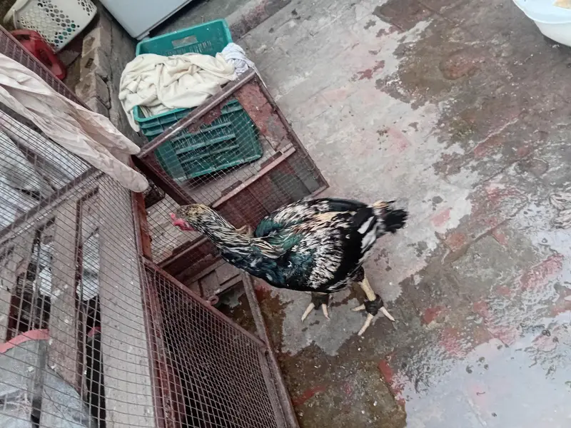 aseel cock — photo 5