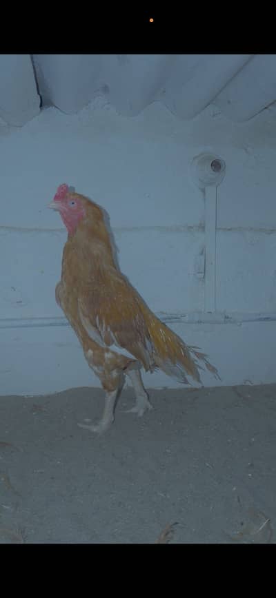 Home breed