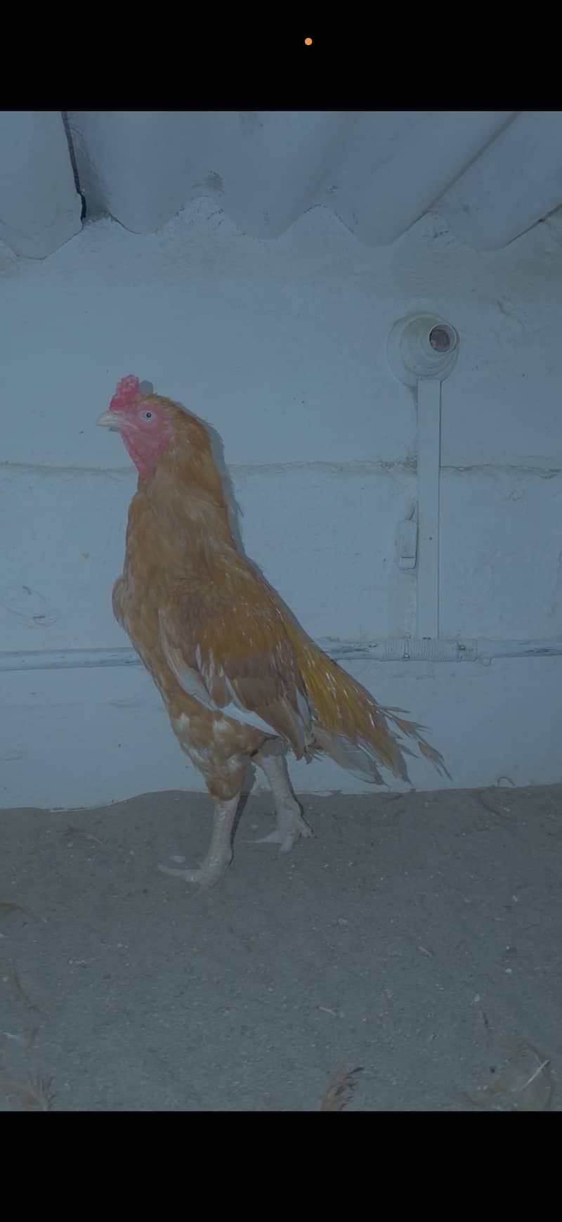 Home breed 0