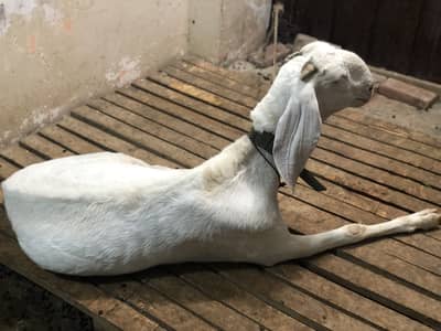 RAJAN PURI 4 daant BAKRI 37 inchs Height fully healthy