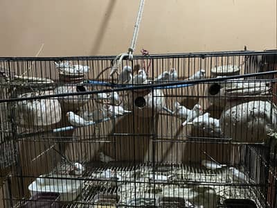 Finches for sale