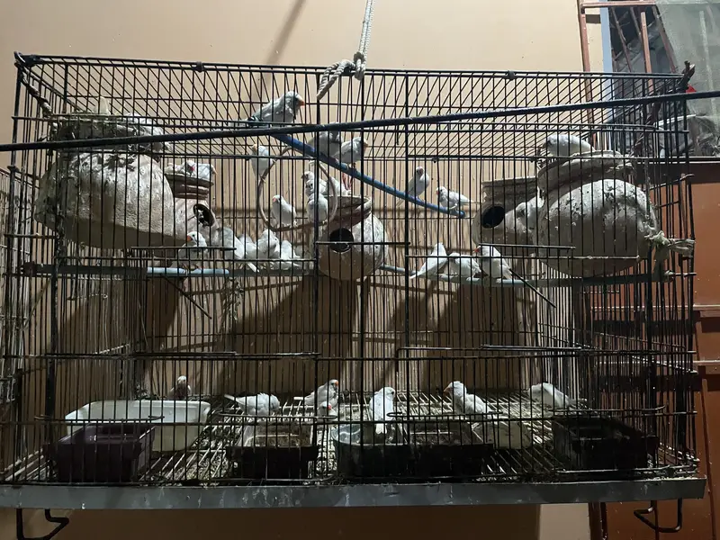 Finches for sale — photo 2