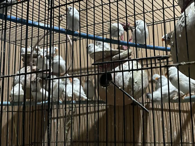 Finches for sale — photo 3
