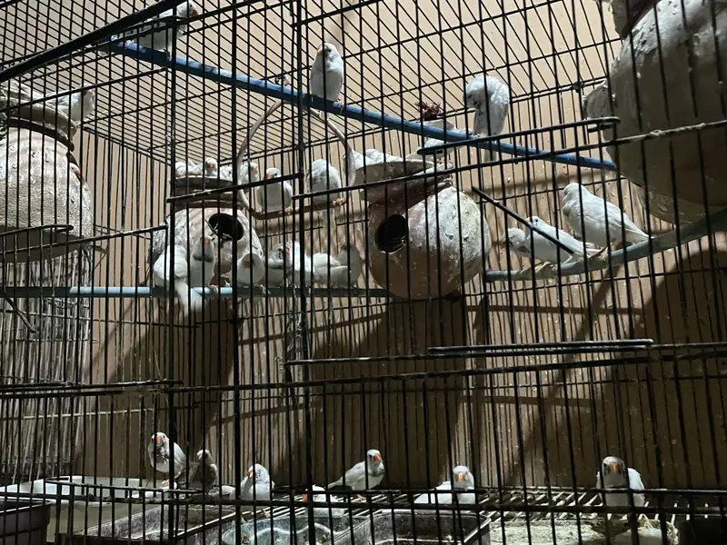 Finches for sale — photo 4