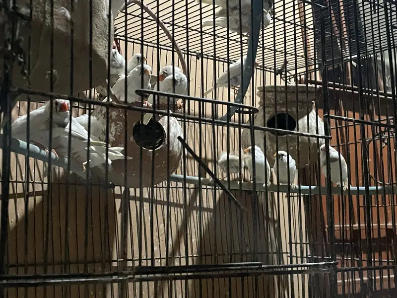 Finches for sale — photo 5