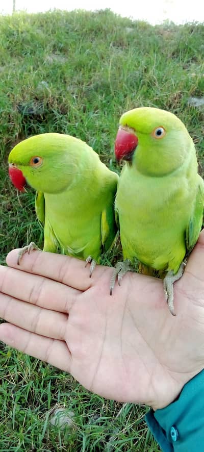 03435131048 single 6000 pair 12000 parrots for sale