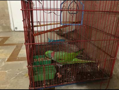 Raw parrot