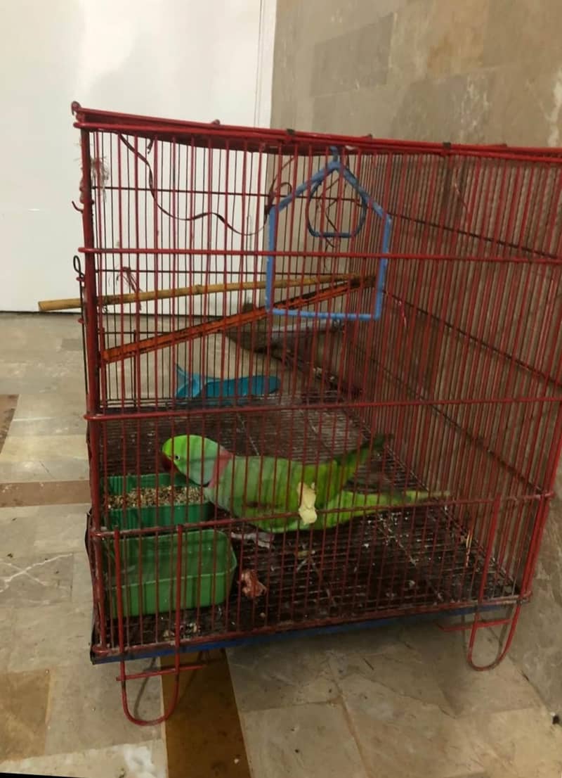 Raw parrot 1