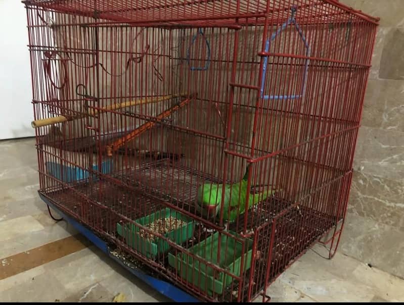 Raw parrot 2