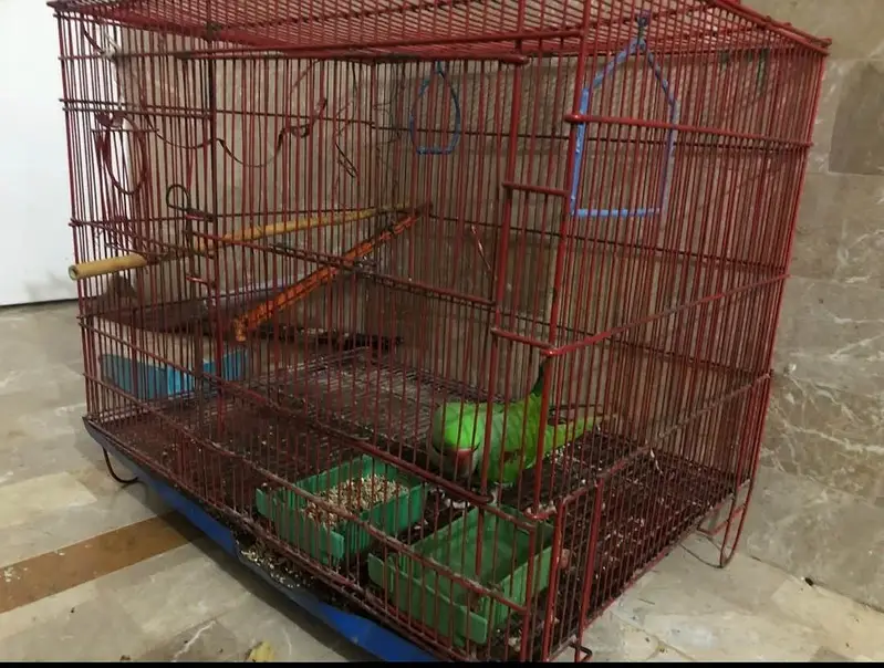 Raw parrot — photo 3