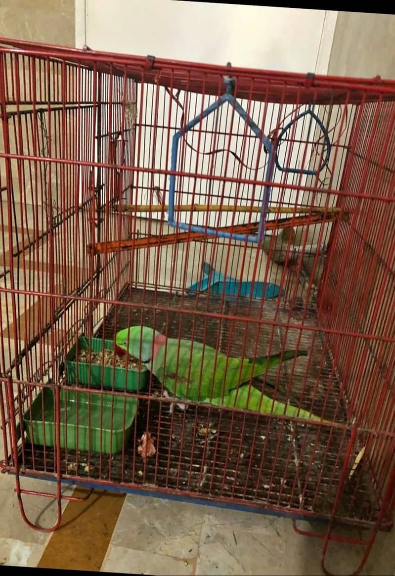 Raw parrot 3