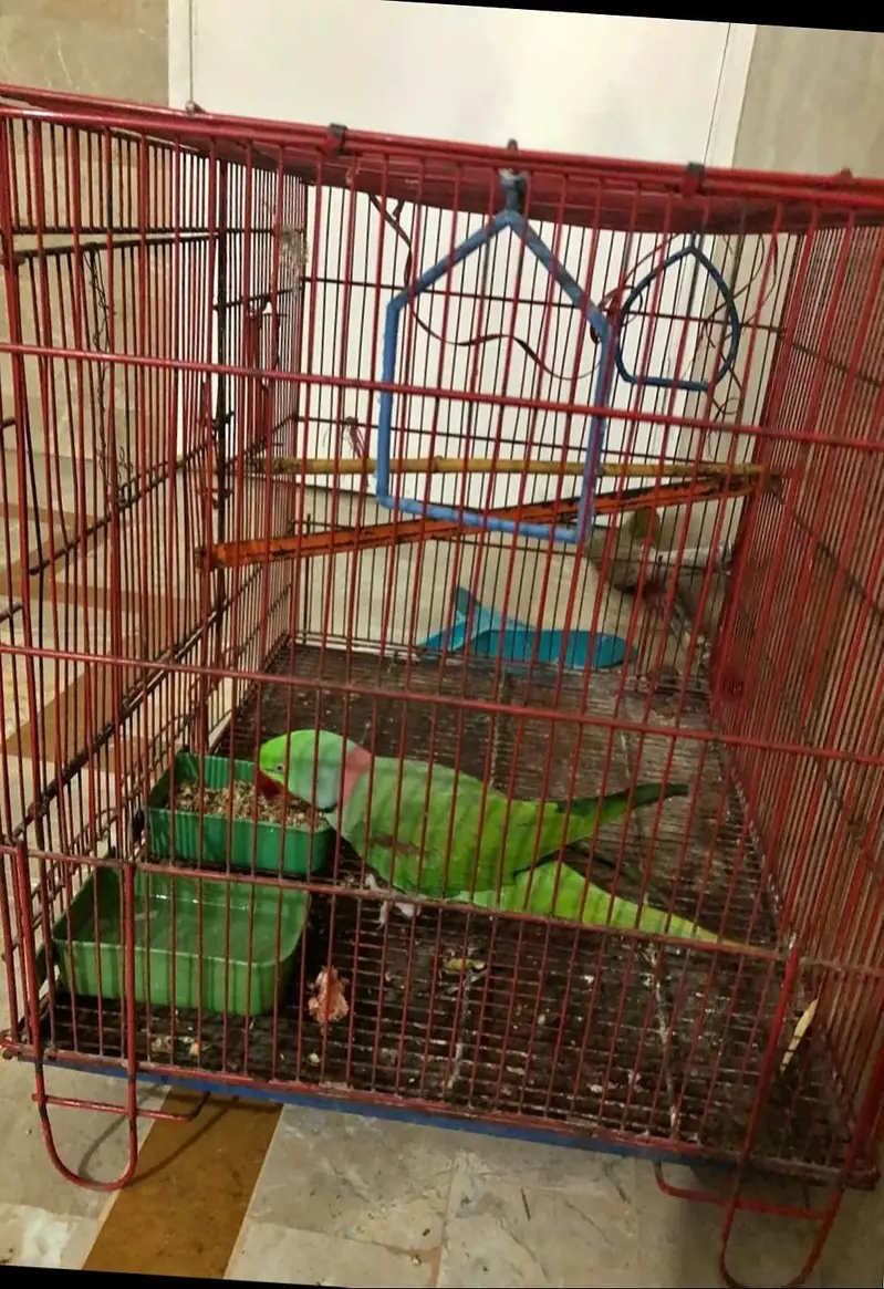 Raw parrot — photo 4