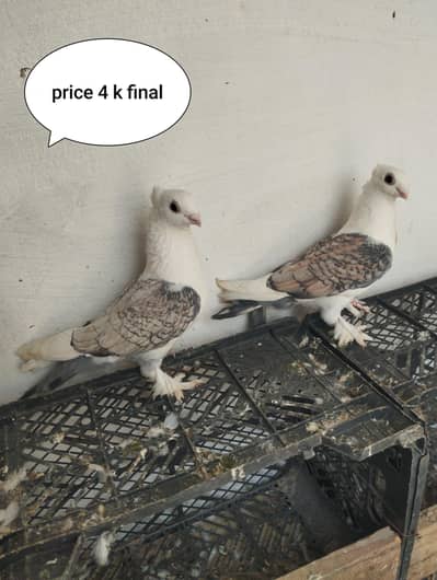 2 breeder pair per pair 2500 03221310911 location kallar syedan