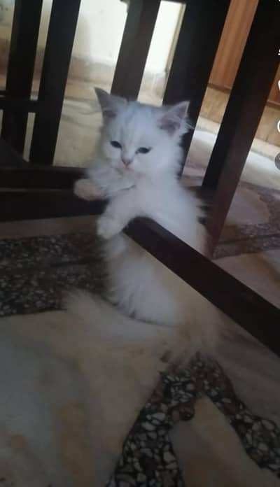 three Persian cats one kitten two adult female