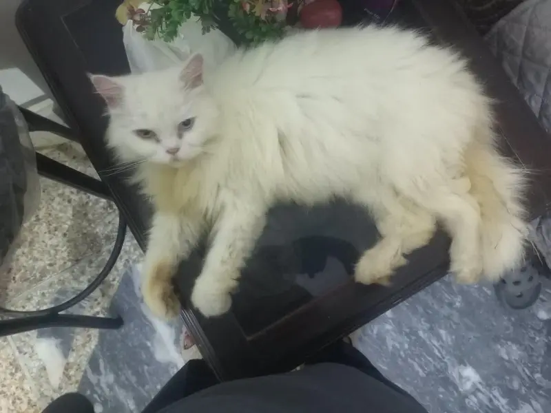 three Persian cats one kitten two adult female — photo 2