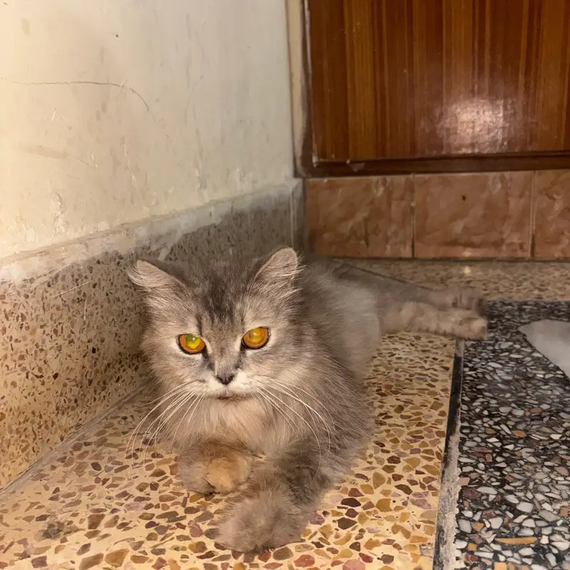 three Persian cats one kitten two adult female — photo 3