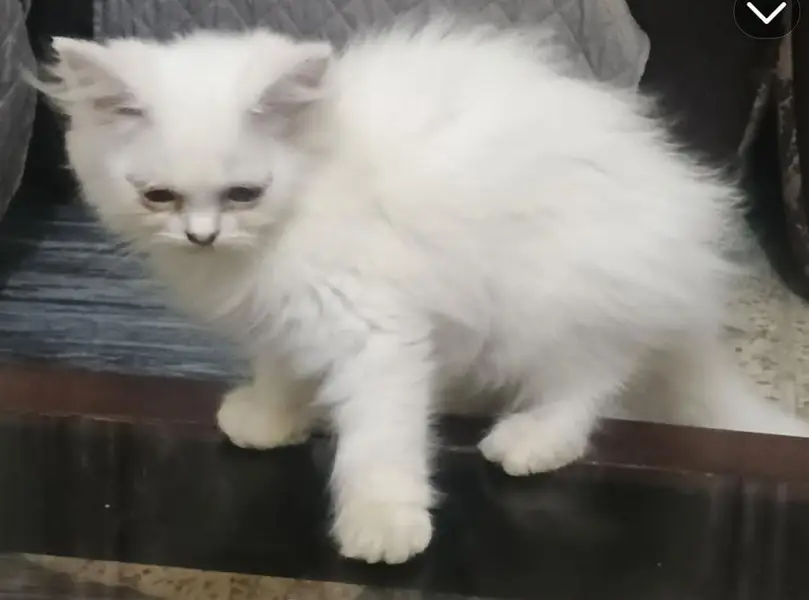 three Persian cats one kitten two adult female — photo 4