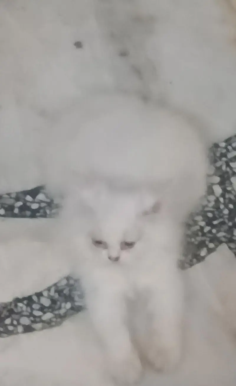 three Persian cats one kitten two adult female — photo 5