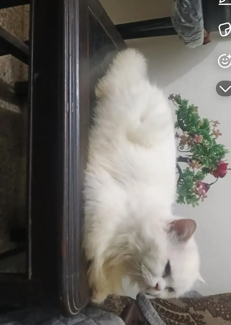 three Persian cats one kitten two adult female — photo 6