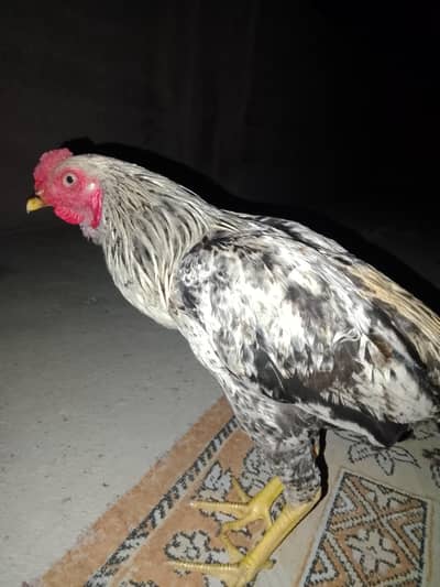 Aseel Hen For Sale