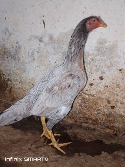 aseel saletti murgi 6 aseel pathay for sale