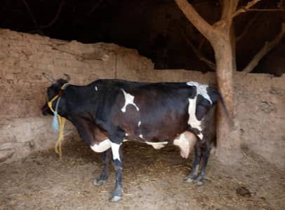 uch sharif me  healthy  milking cow for sail