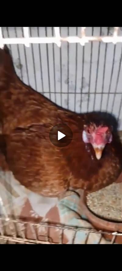 Desi kuruk murgi and desi murga for sale breeder