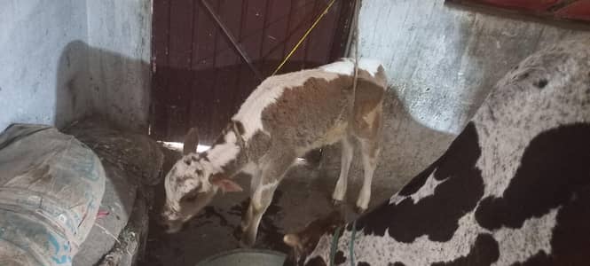 cow 310000
