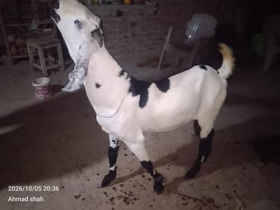 beetal breeder for sale