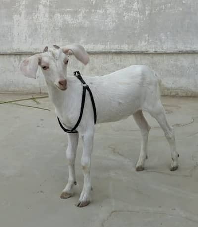 Hyderabadi Bakra