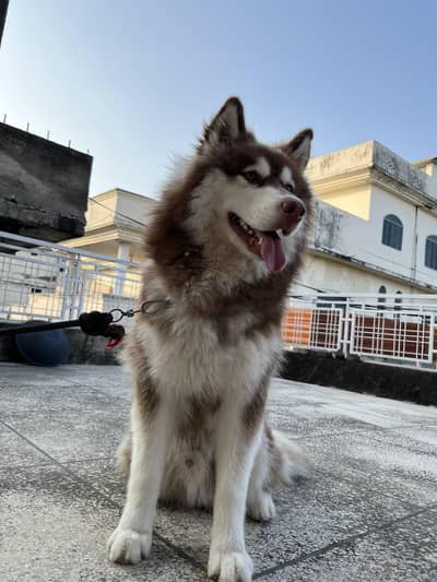 Pure Siberian Husky Male 10 months Vaccinated Healthy Active