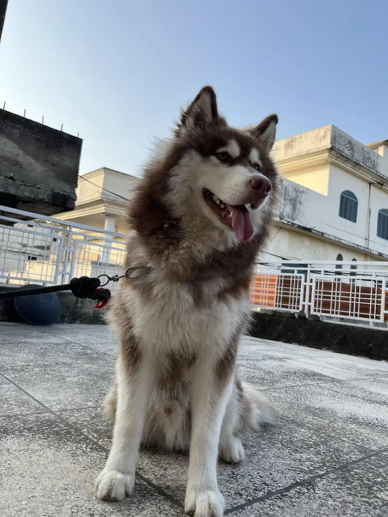 Pure Siberian Husky Male 10 months Vaccinated Healthy Active