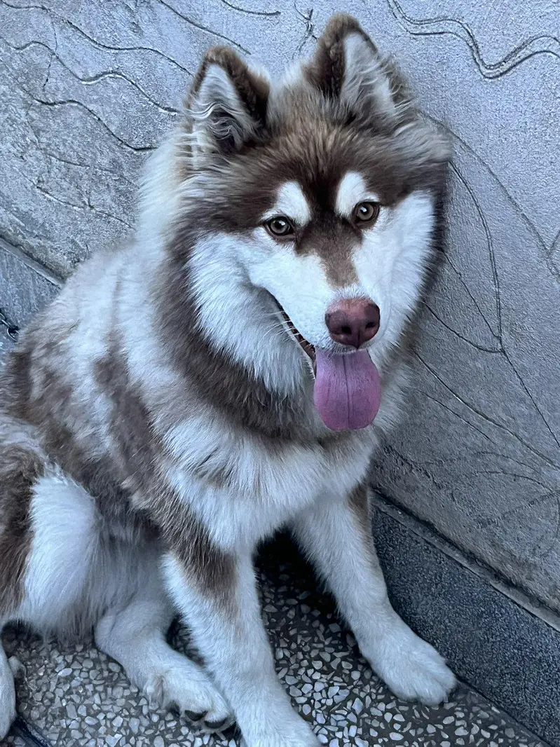 Pure Siberian Husky Male 10 months Vaccinated Healthy Active — photo 2