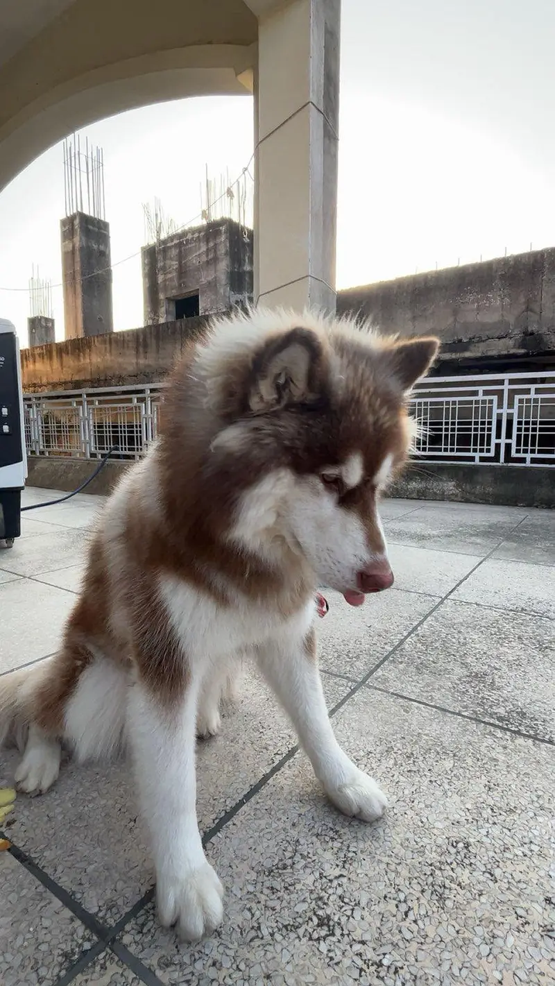 Pure Siberian Husky Male 10 months Vaccinated Healthy Active — photo 3