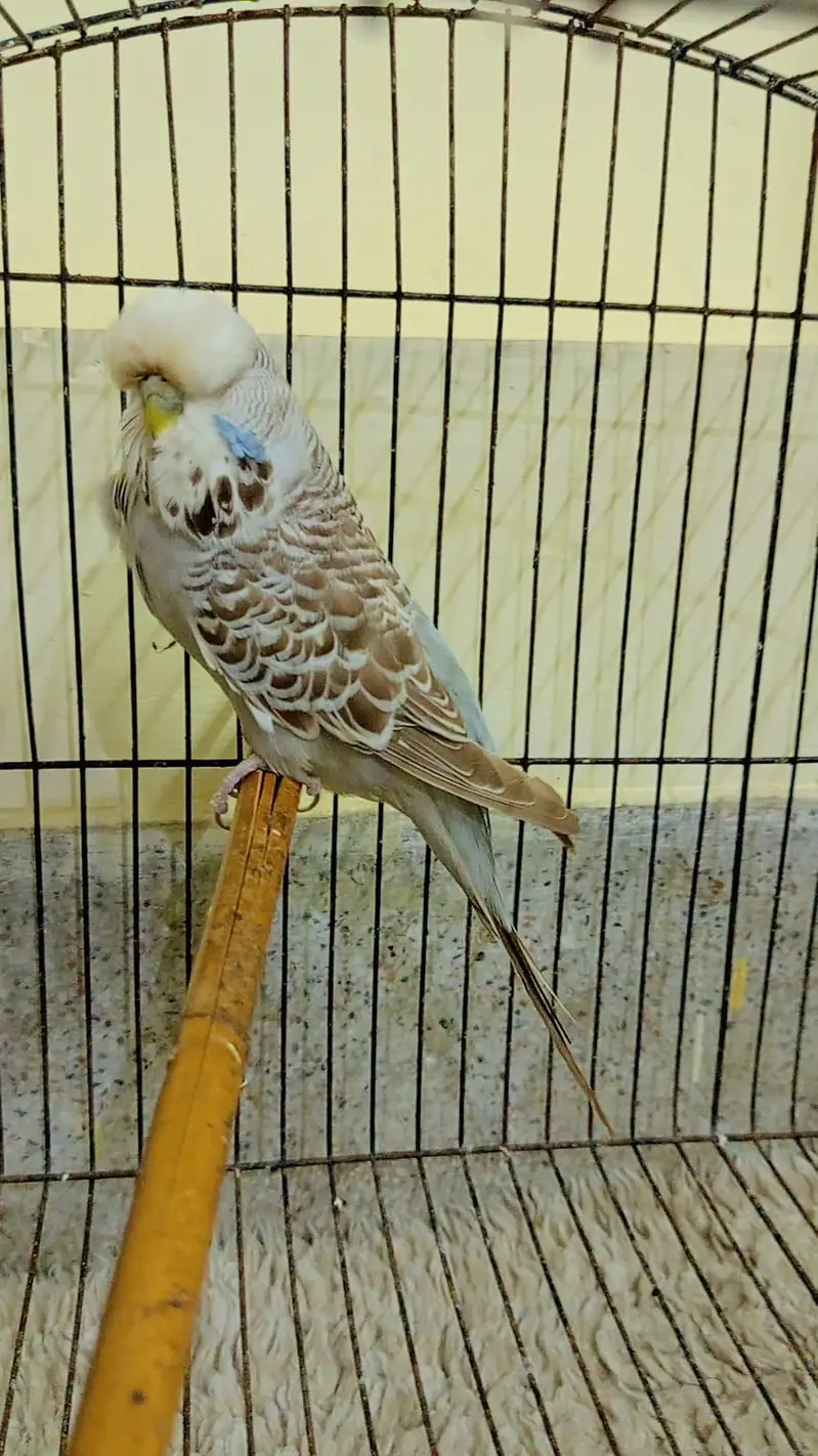 SUPERB LINE EXI FEMALE — photo 2