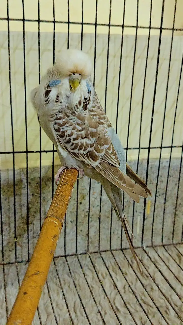 SUPERB LINE EXI FEMALE — photo 3
