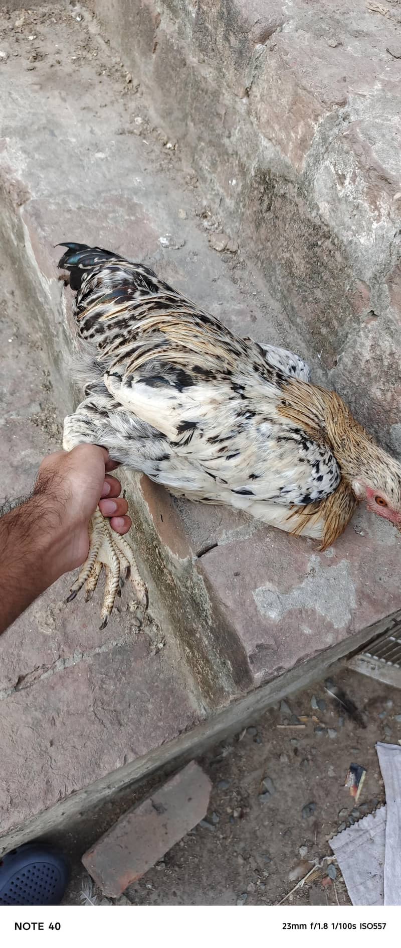 Desi Chicken 3